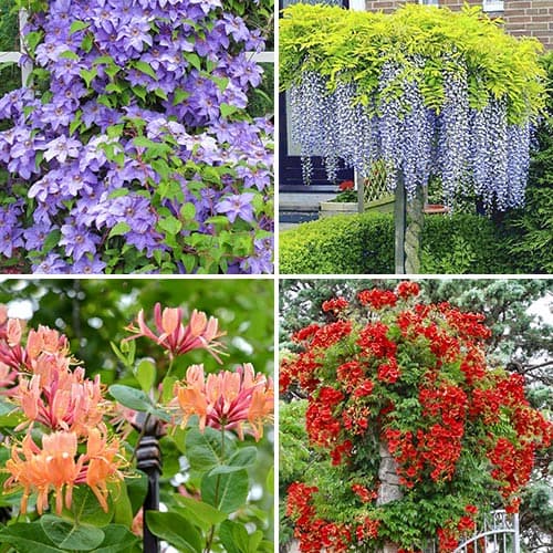 Комплект вьющихся лиан из 4 саженцев изображение 1 артикул 9189