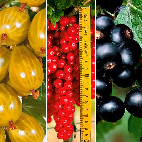 Суперпредложение!  Комплект ягод из 3-ох саженцев изображение 1 артикул 4971