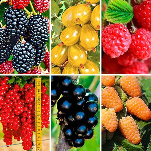 Суперпредложение! Комплект Ягодное ассорти из 6 саженцев изображение 1 артикул 7590