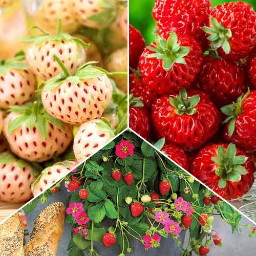 Суперпредложение! Комплект земляник из 3-х саженцев изображение 1 артикул 8093
