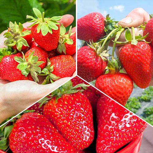 Суперпредложение! Комплект земляники из 3-х сортов Большой урожай изображение 1 артикул 4918