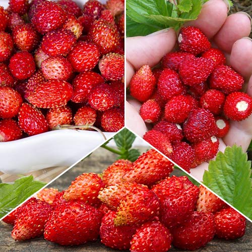 Суперпредложение! Комплект земляник из 6-ти саженцев артикул фото 1 Суперпредложение! Комплект земляник из 6-ти саженцев изображение 1 артикул 8099