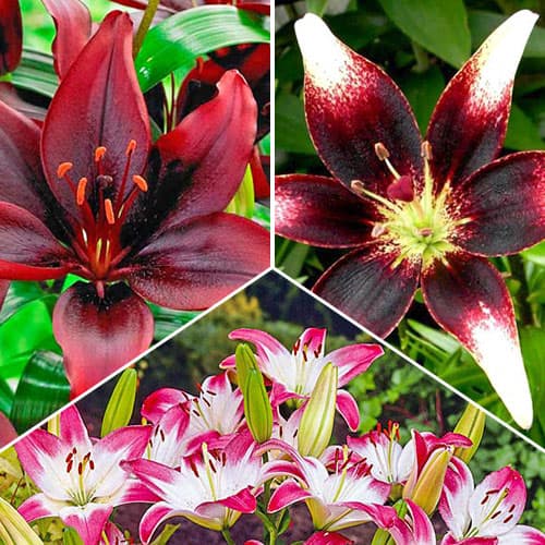 Лилии азиатские Биколор, микс из 3 сортов изображение 1 артикул 76520