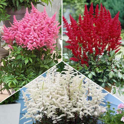 Астильба, микс из 3 сортов изображение 1 артикул 76632