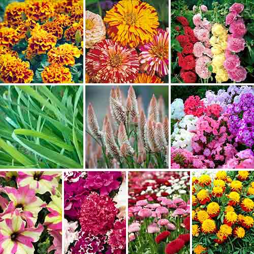 Суперпредложение! Набор семян Дачная клумба из 10 упаковок артикул фото 1 Суперпредложение! Набор семян Дачная клумба из 10 упаковок изображение 1 артикул 66877