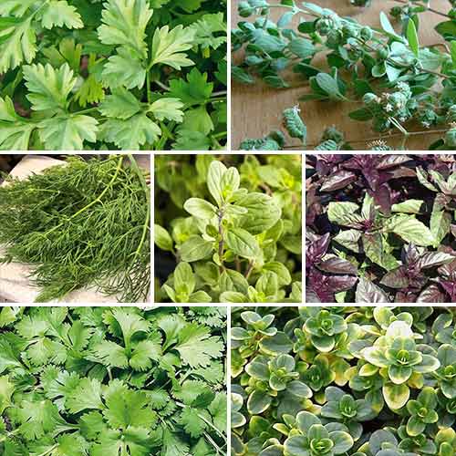 Суперпредложение! Набор семян Итальянские травы артикул фото 1 Суперпредложение! Набор семян Итальянские травы изображение 1 артикул 69841