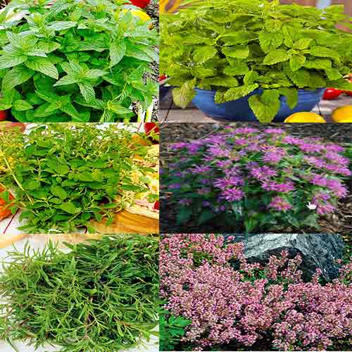 Суперпредложение! Набор семян лекарственных трав из 6 упаковок изображение 1 артикул 71874