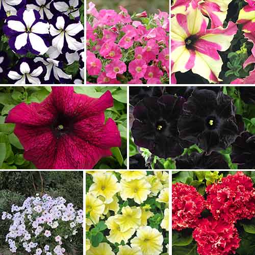 Суперпредложение! Набор семян Парад петуний из 8 упаковок артикул фото 1 Суперпредложение! Набор семян Парад петуний из 8 упаковок изображение 1 артикул 66875