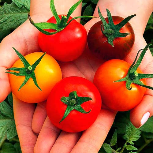 Суперпредложение! Набор семян помидоров для консервирования из 5 упаковок артикул фото 1 Суперпредложение! Набор семян помидоров для консервирования из 5 упаковок изображение 1 артикул 71876