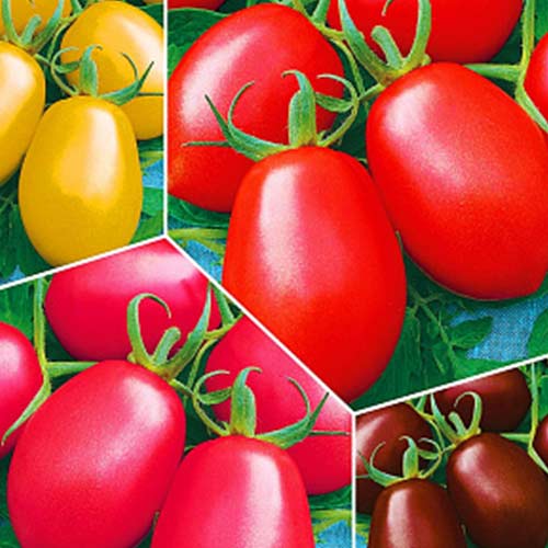 Суперпредложение! Набор семян Помидоров Ретро из 4 упаковок изображение 1 артикул 71880