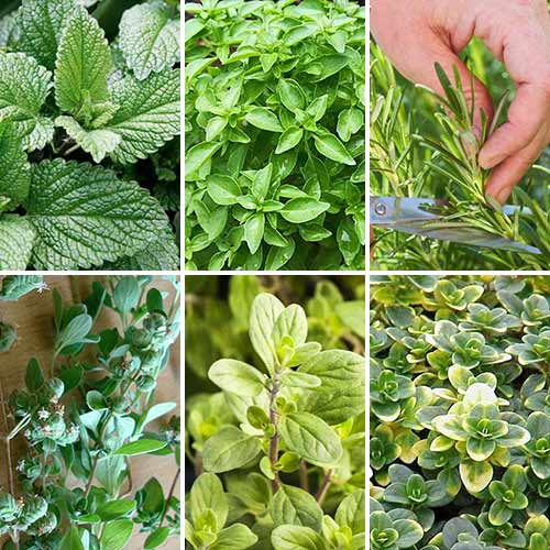 Суперпредложение! Набор семян Прованские травы артикул фото 1 Суперпредложение! Набор семян Прованские травы изображение 1 артикул 69842