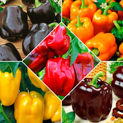 Суперпредложение! Набор семян Разноцветные перцы из 5 упаковок артикул фото 1 Суперпредложение! Набор семян Разноцветные перцы из 5 упаковок изображение 1 артикул 71875