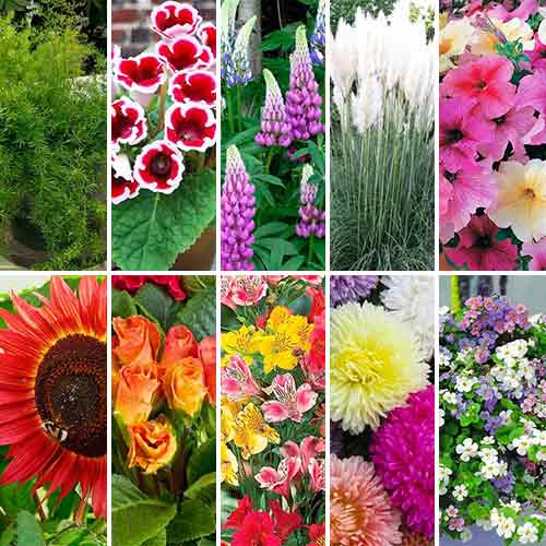 Суперпредложение! Набор семян Я - Флорист из 10 упаковок артикул фото 1 Суперпредложение! Набор семян Я - Флорист из 10 упаковок изображение 1 артикул 66874