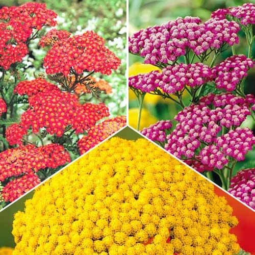 Ахиллея (тысячелистник), микс из 3 сортов изображение 1 артикул 76515