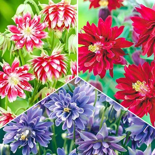 Аквилегия Джевел, микс изображение 1 артикул 76514