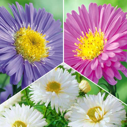 Комплект астры альпийской из 3 сортов изображение 1 артикул 76517