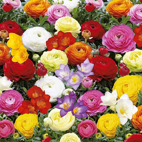 Суперпредложение! Фрезии и ранункулюсы Баттерфляй Бьюти, микс изображение 1 артикул 68124