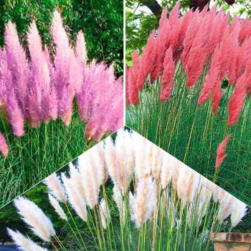 Суперпредложение! Комплект Кортадерий из 3-х сортов изображение 1 артикул 9118