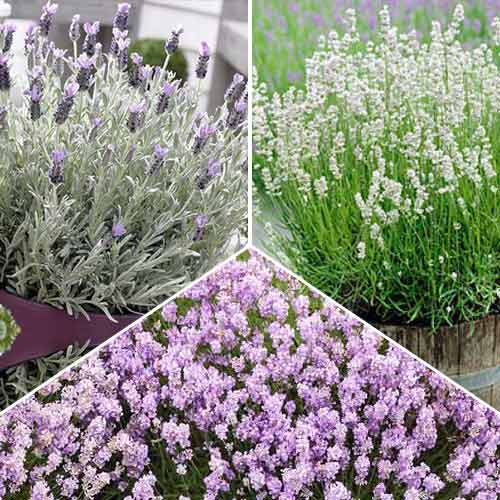Суперпредложение! Комплект Лаванд из 3-х сортов изображение 1 артикул 68796