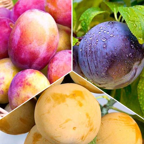 Комплект слив Трио из 3 саженцев изображение 1 артикул 7478