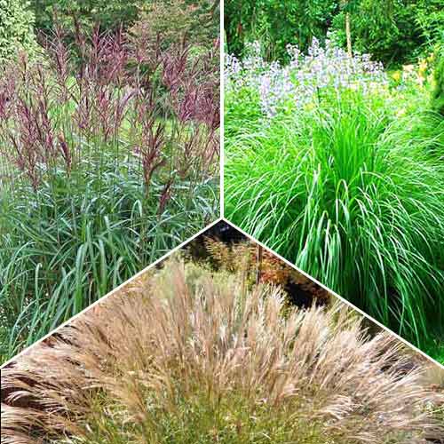 Суперпредложение! Мискантусы китайские, микс изображение 1 артикул 68794