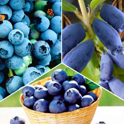 Суперпредложение!  Комплект ягод из 3-х саженцев изображение 1 артикул 8435