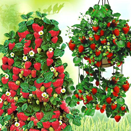 Суперпредложение! Комплект земляники из  2-х сортов изображение 1 артикул 4917