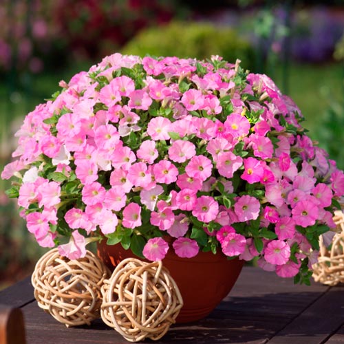 Сурфиния крупноцветковая Жемчужина F1, плазменные семена  изображение 1 артикул 58195