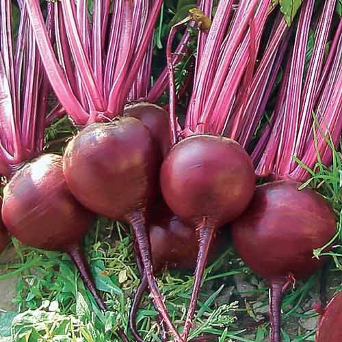 Свекла столовая Багровый Шар Седек изображение 1 артикул 71674