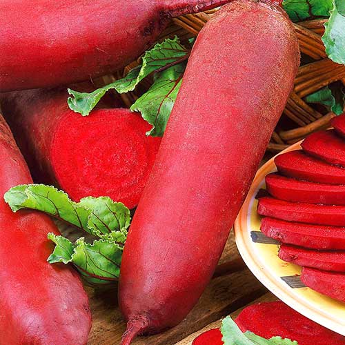 Свекла столовая Русский деликатес цилиндра Уральский дачник изображение 1 артикул 74239