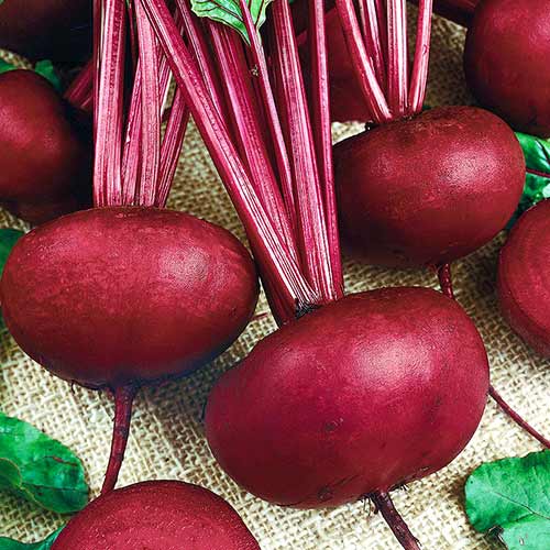 Свекла столовая Сибирская плоская Уральский дачник изображение 1 артикул 74237