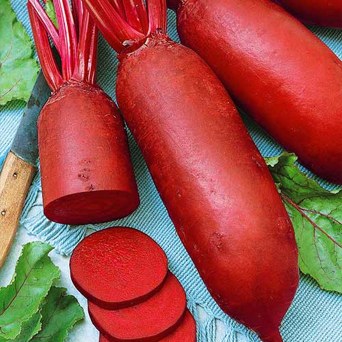 Свекла столовая Генеральская Уральский дачник изображение 1 артикул 74238