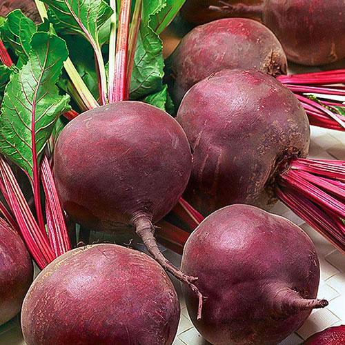 Свекла столовая Мулатка Premium Seeds артикул фото 1 Свекла столовая Мулатка Premium Seeds изображение 1 артикул 83822