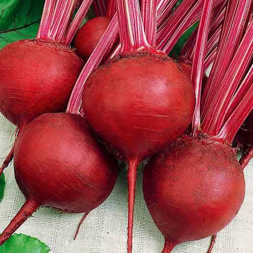Свекла столовая Первый урожай Седек изображение 1 артикул 82506