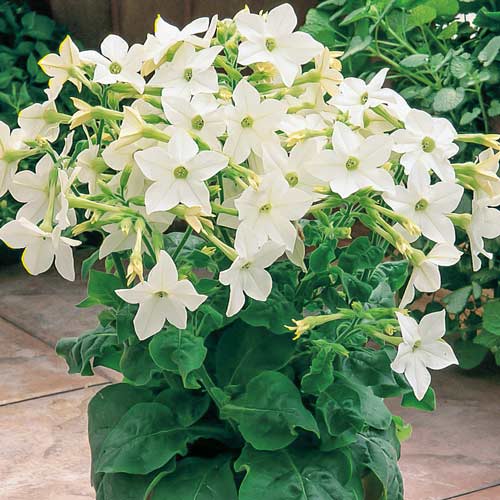 Табак душистый Благоухающая гавань белый F1 изображение 1 артикул 71251