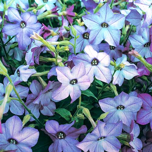 Табак душистый Благоухающая гавань голубой F1 изображение 1 артикул 71252