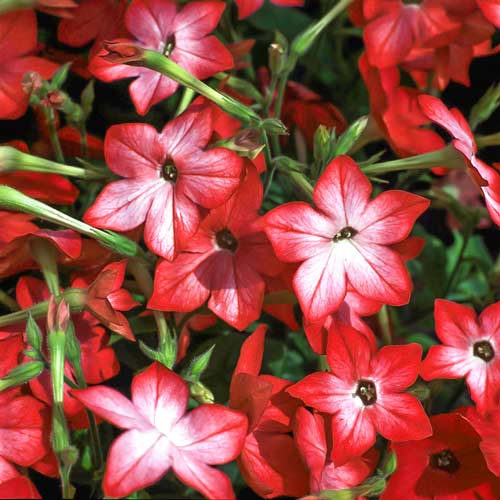 Табак душистый Благоухающая гавань красный F1 изображение 1 артикул 71250