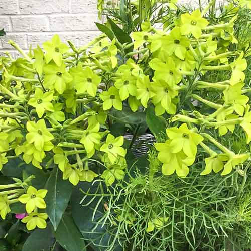 Табак душистый Благоухающая гавань лайм F1 изображение 1 артикул 71253