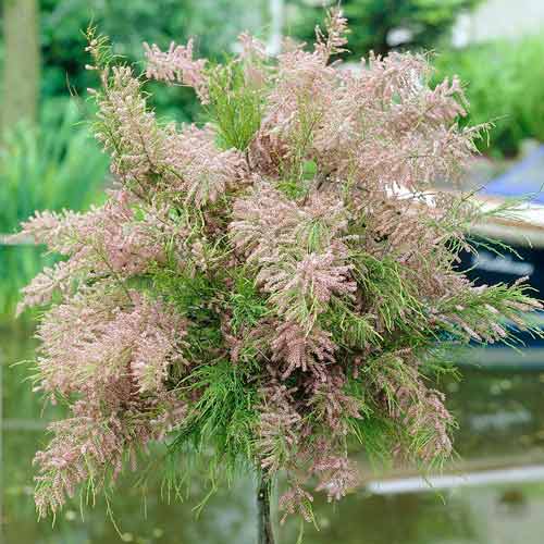 Тамарикс четырехтычинковый изображение 1 артикул 67946