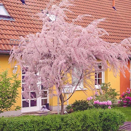 Тамарикс изображение 1 артикул 9102