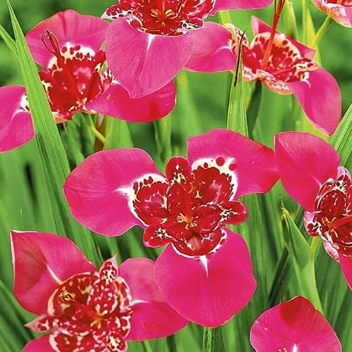 Тигридия Лилак изображение 1 артикул 76502