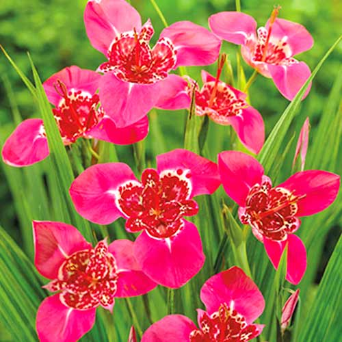 Тигридия Лилас изображение 1 артикул 70451