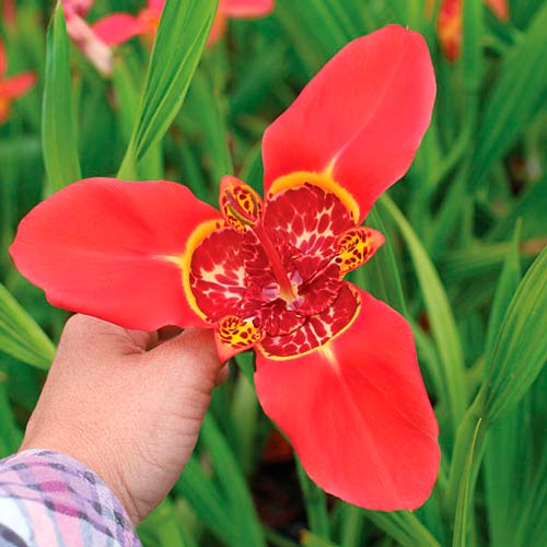 Тигридия Ред изображение 2 артикул 76503