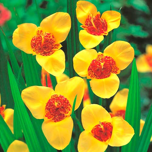 Тигридия Йеллоу изображение 1 артикул 76505