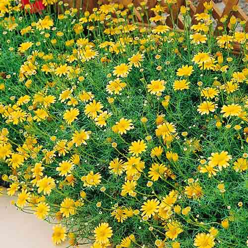 Тимофилла Золотой рассвет      изображение 1 артикул 71588