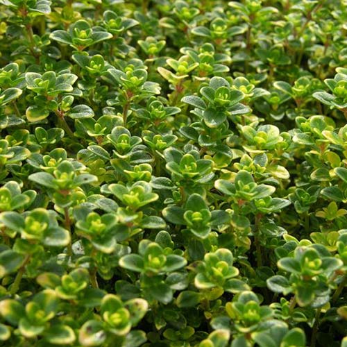 Тимьян (чабрец) Лимонный Русский огород НК изображение 1 артикул 85002