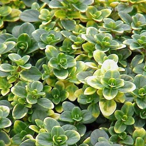 Тимьян Тибул изображение 1 артикул 69817