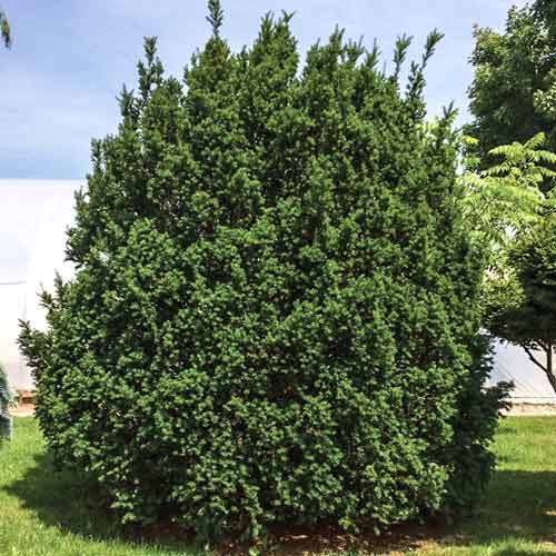 Тис средний Хикси изображение 1 артикул 9463