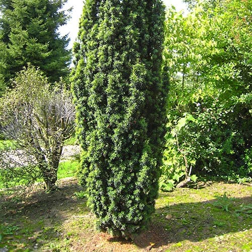 Тис средний Войтек изображение 1 артикул 9410