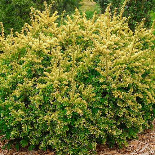 Тис ягодный Элегантиссима изображение 1 артикул 9449